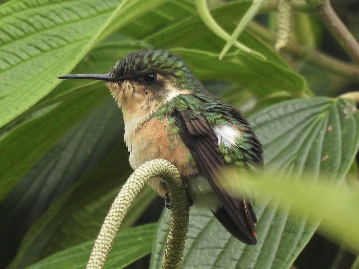 Rufous-shafted Woodstar - ML635665696