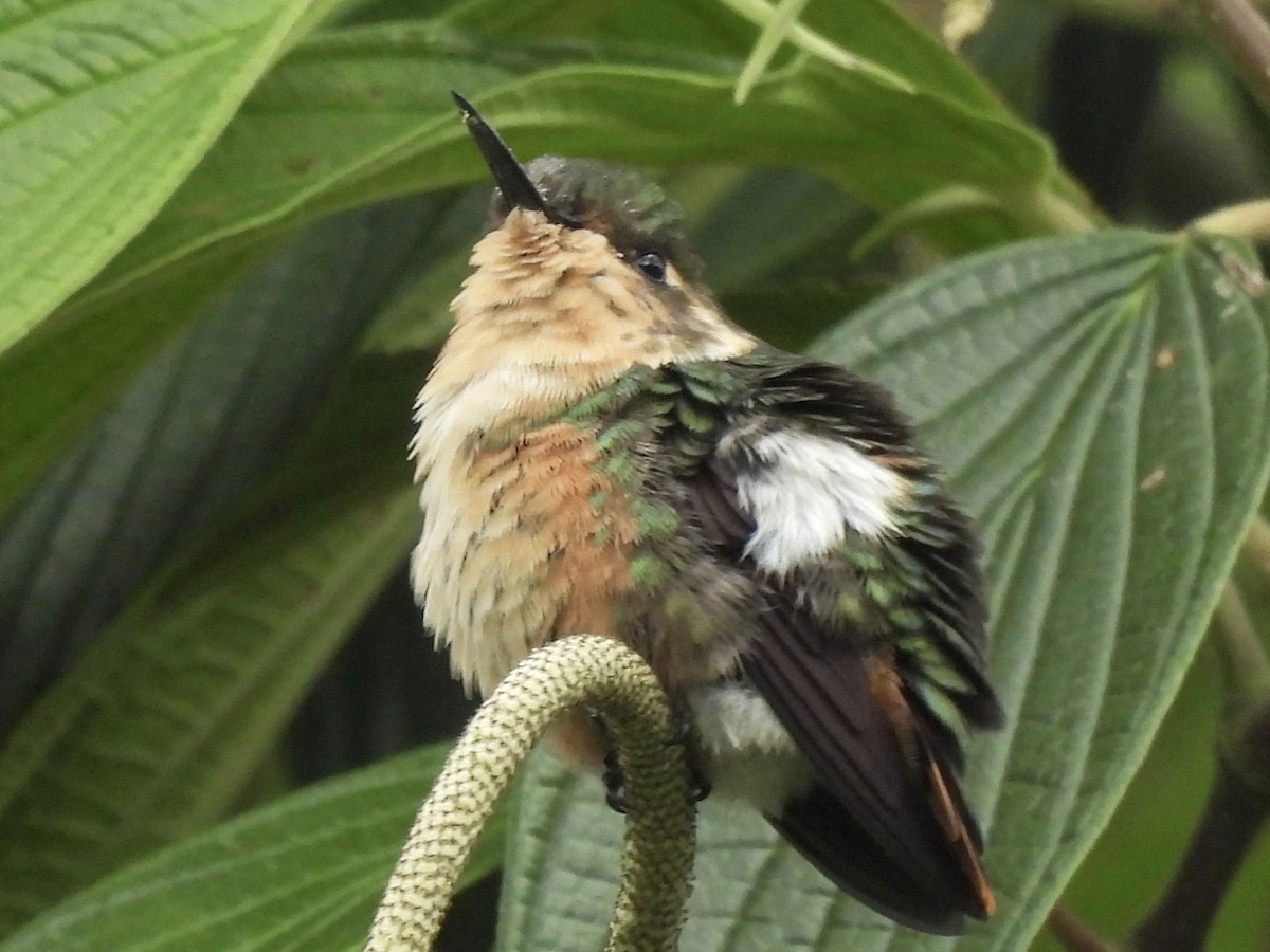 Rufous-shafted Woodstar - ML635665697