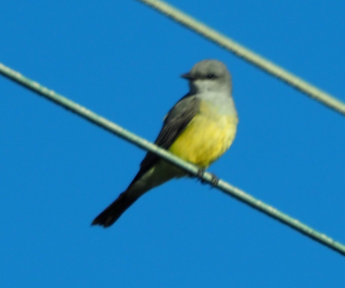 Western Kingbird - ML635665729