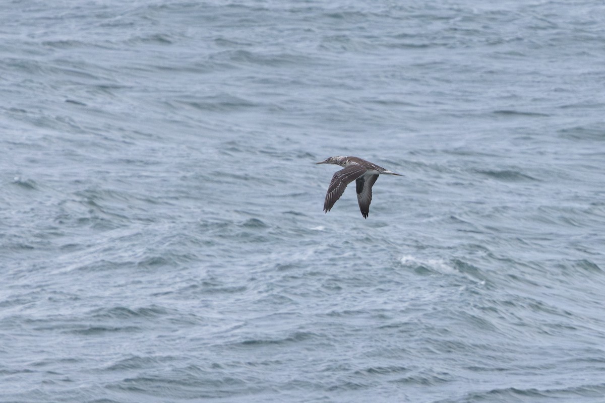 Australasian Gannet - ML635665776