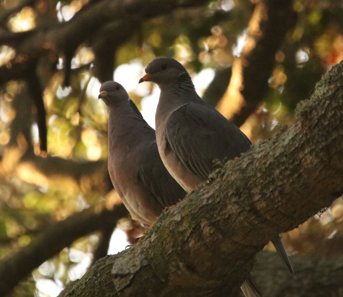 Bandtaube - ML635665781