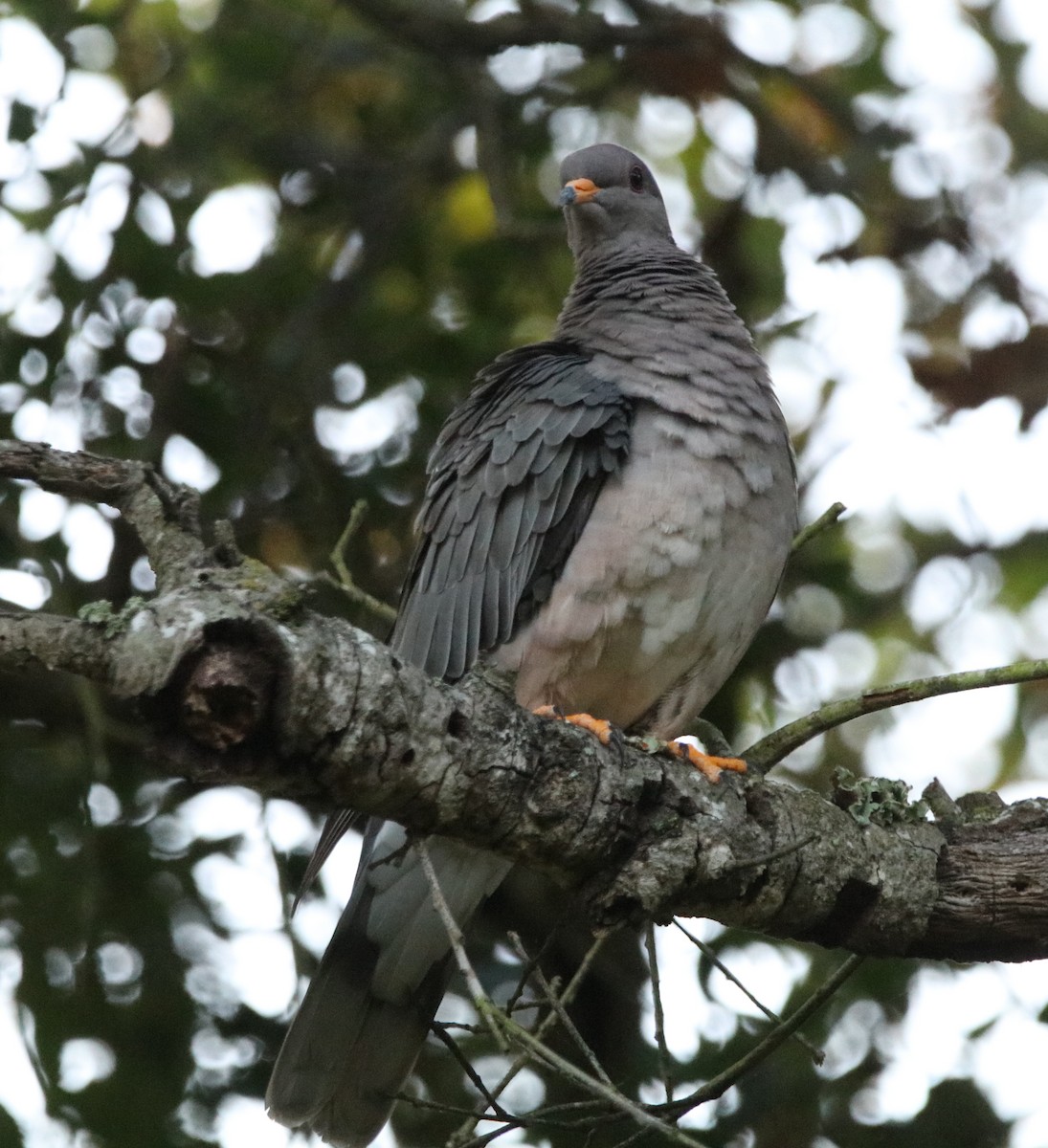 Bandtaube - ML635665782