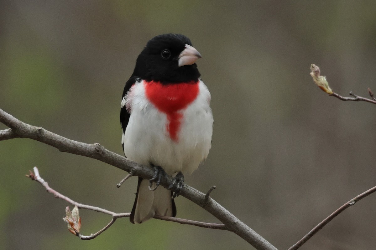 Rose-breasted Grosbeak - ML635665821