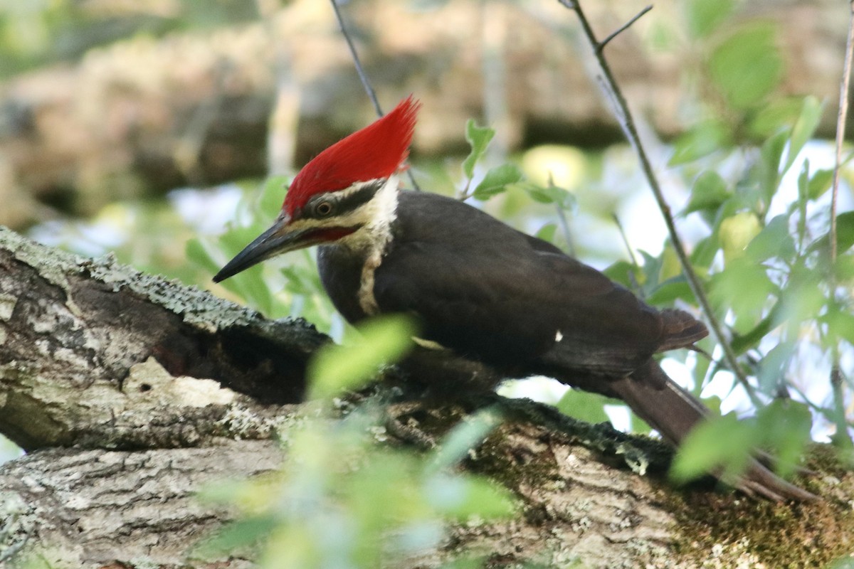 Pileated Woodpecker - ML635665847