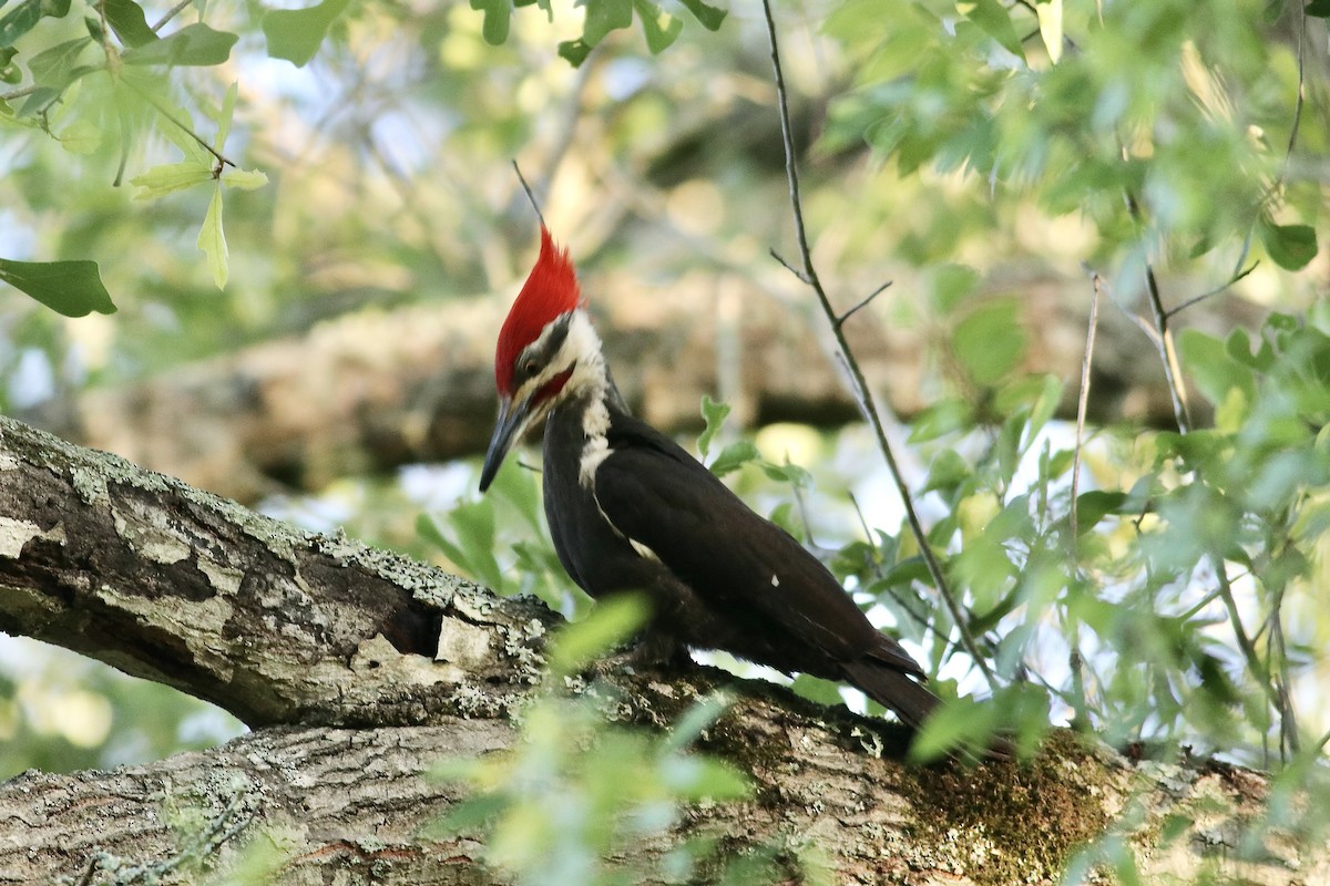 Pileated Woodpecker - ML635665849