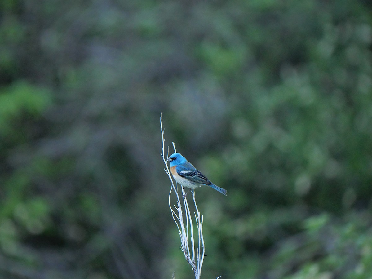 Passerin azuré - ML635665955