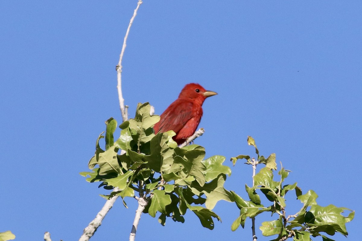 sommerpiranga - ML635666101