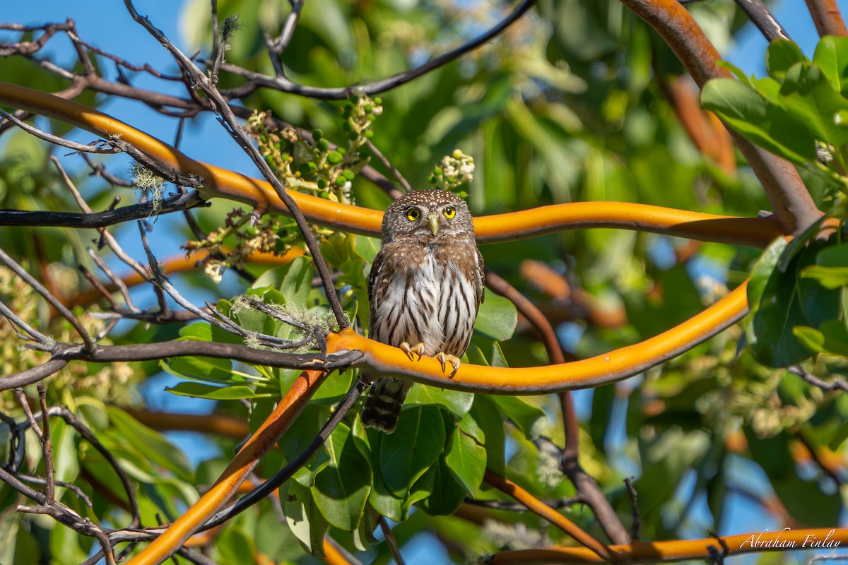 Northern Pygmy-Owl - ML635666113