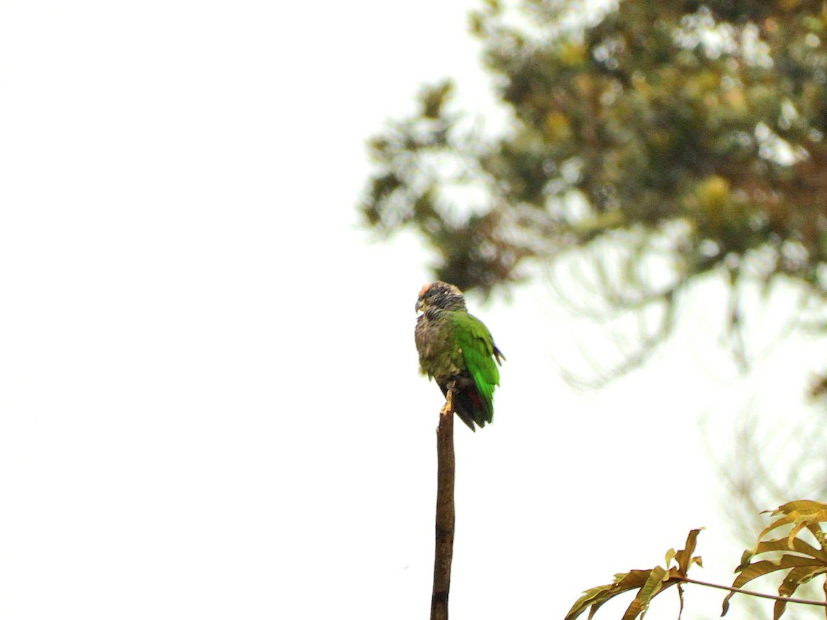 Pione pailletée (seniloides) - ML635666114