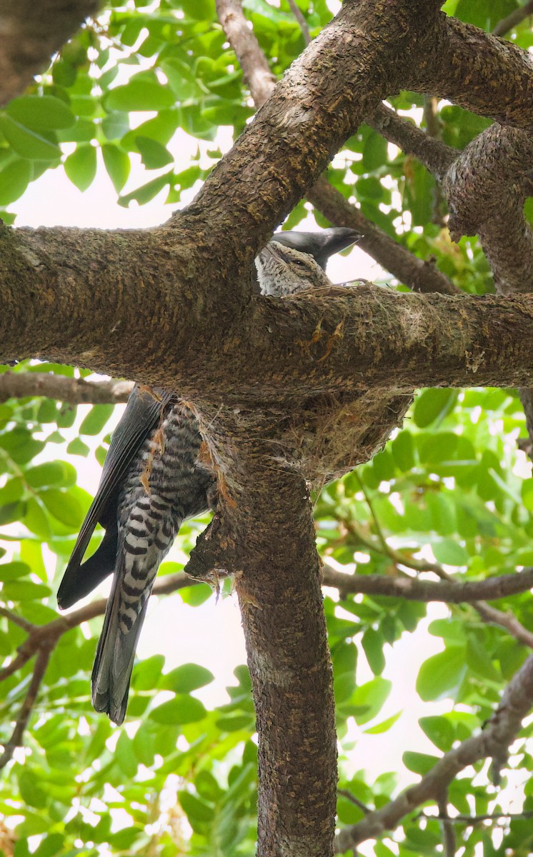 Bar-bellied Cuckooshrike - ML635666142