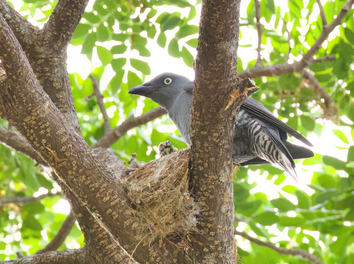 Bar-bellied Cuckooshrike - ML635666143