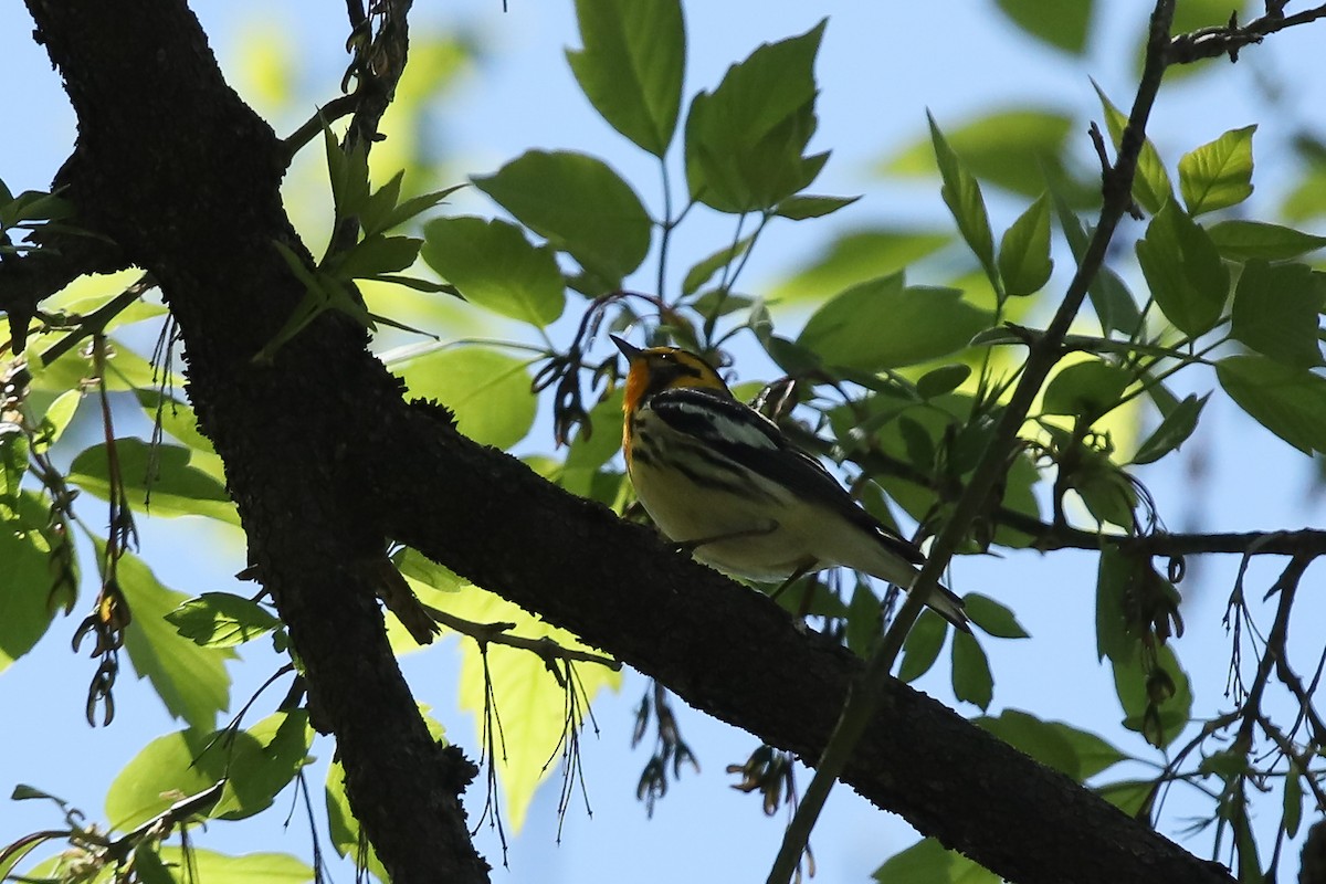 Blackburnian Warbler - ML635666187