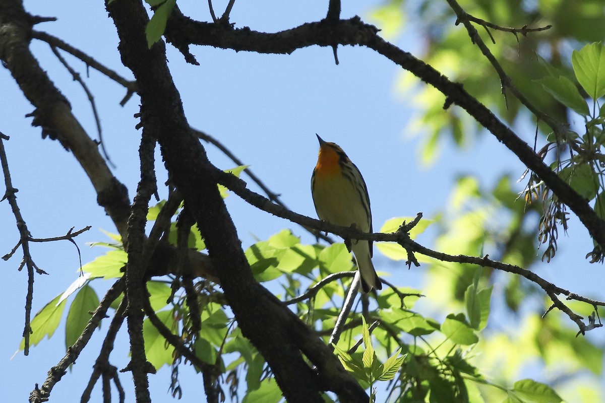Blackburnian Warbler - ML635666188