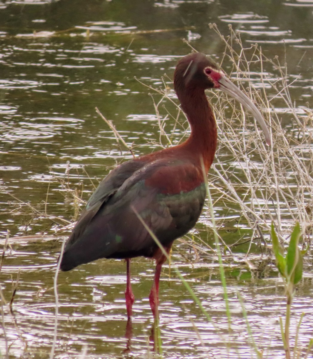 ibis americký - ML635666194