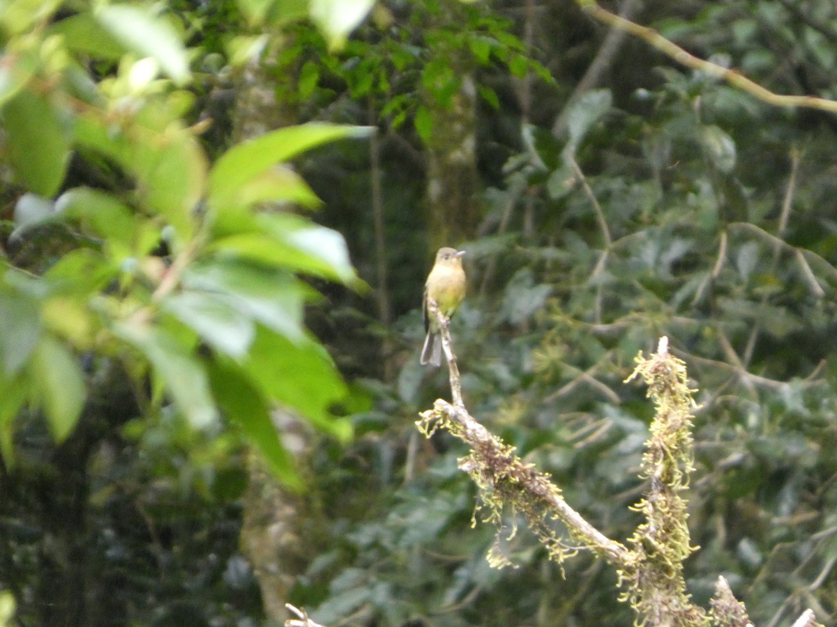 Ochraceous Pewee - ML635666211