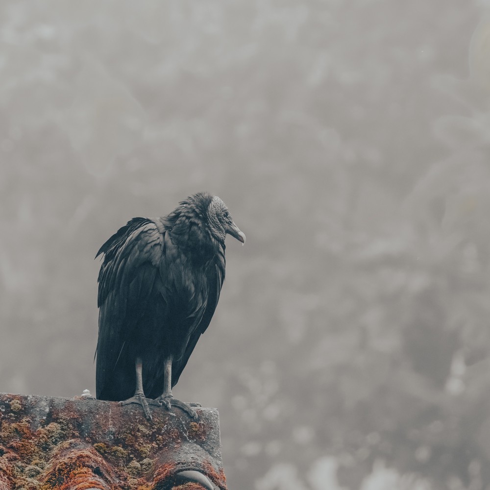 Black Vulture - ML635666251