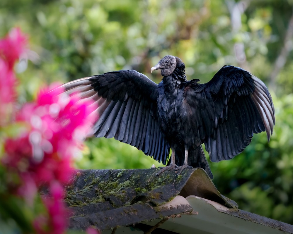 Black Vulture - ML635666252