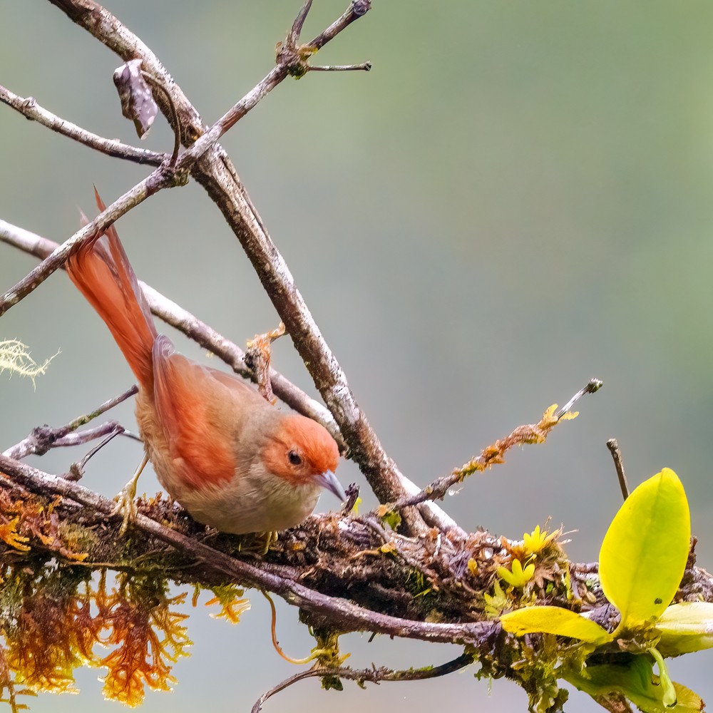 Red-faced Spinetail - ML635666259