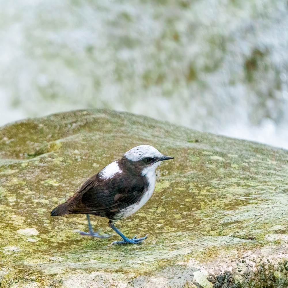 White-capped Dipper - ML635666264