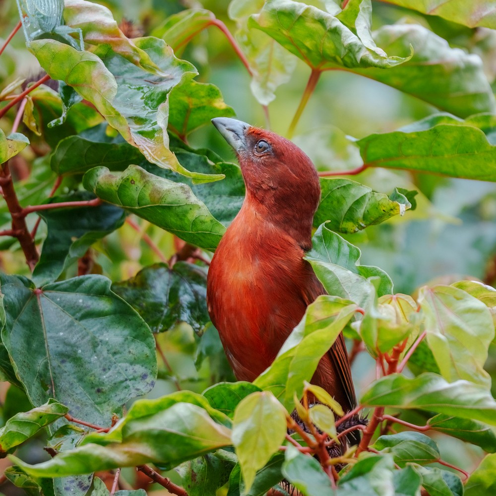 Hepatic Tanager - ML635666278