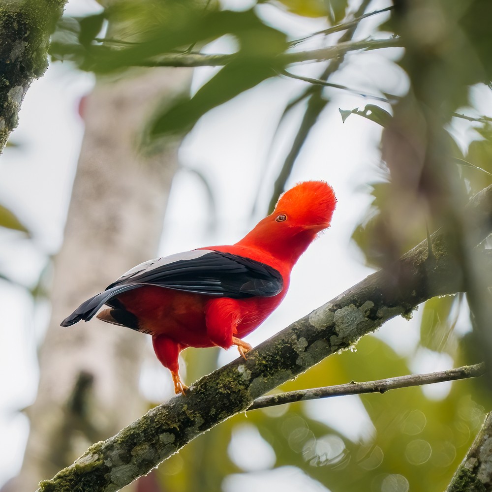 Andean Cock-of-the-rock - ML635666286