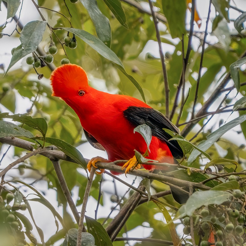 Andean Cock-of-the-rock - ML635666287