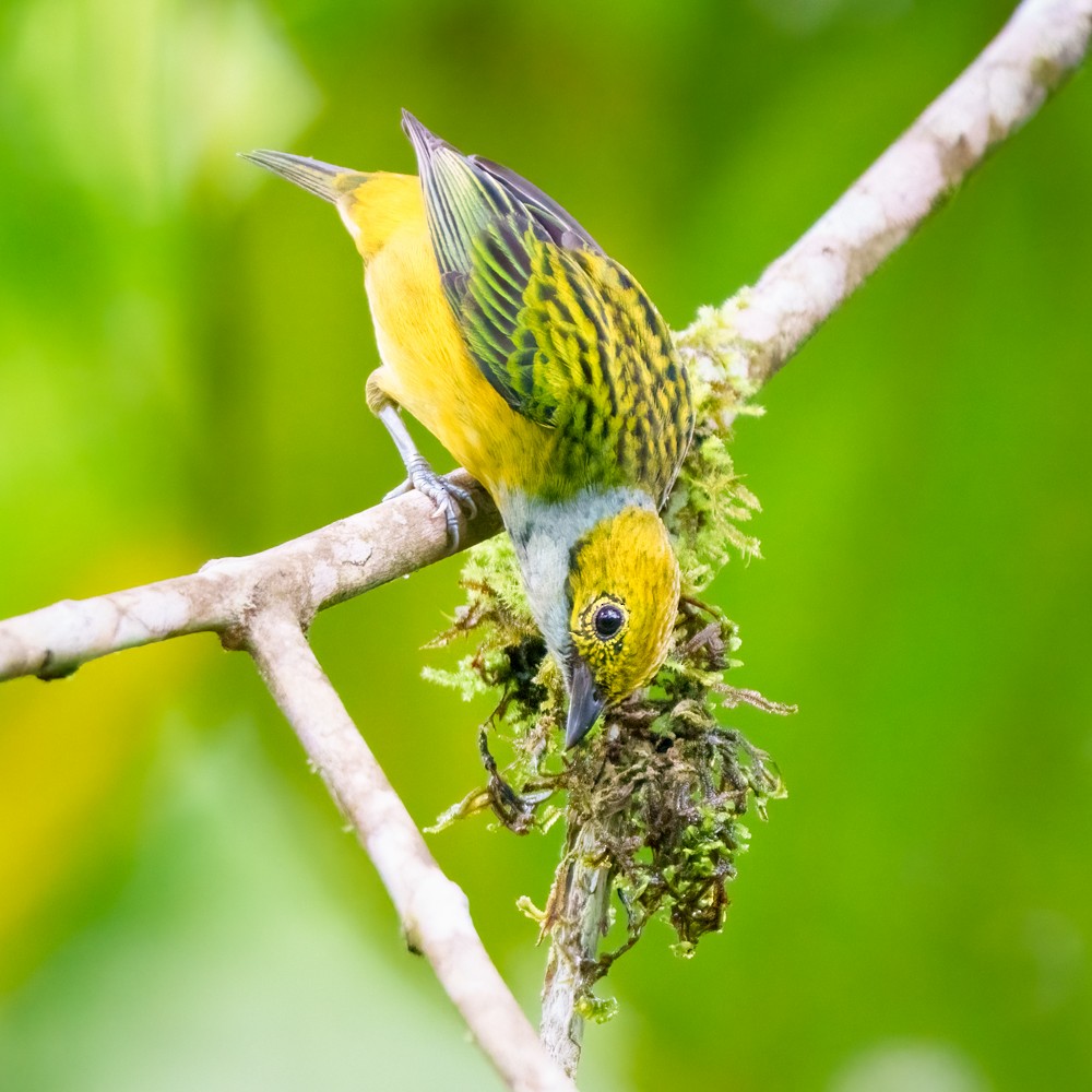 Silver-throated Tanager - ML635666319