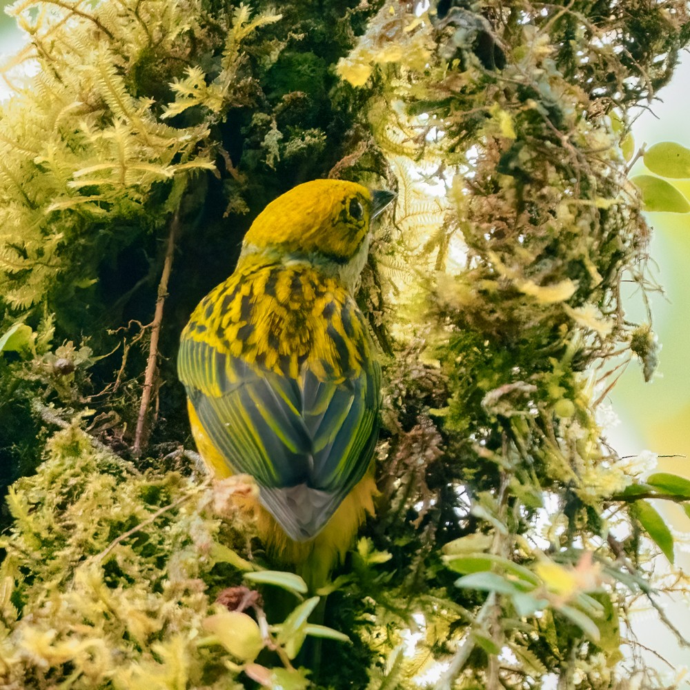 Silver-throated Tanager - ML635666320