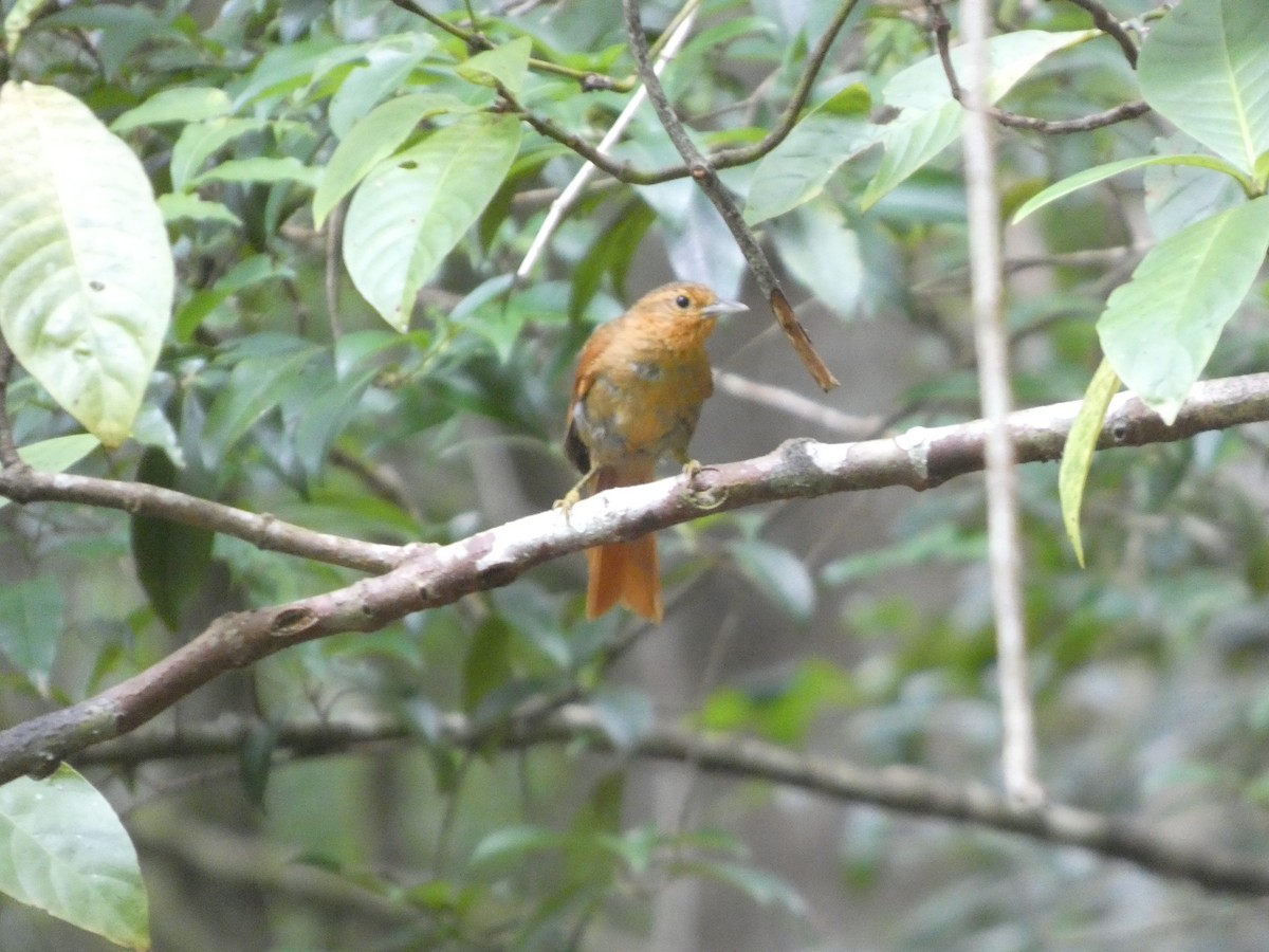 Buff-fronted Foliage-gleaner - ML635666402