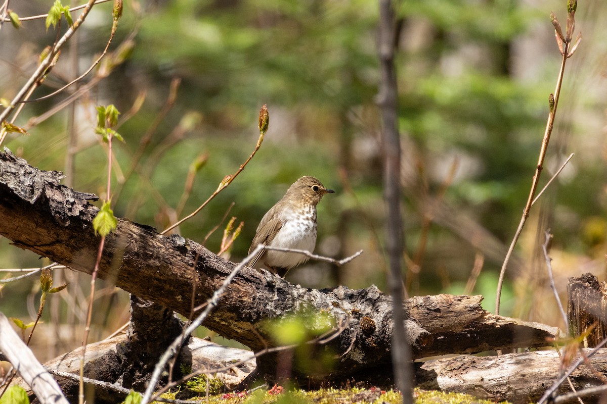 Hermit Thrush - ML635666447