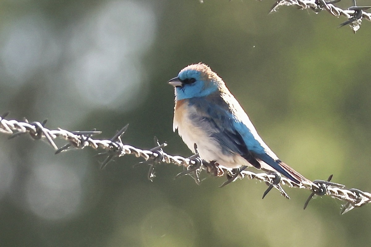 Passerin azuré - ML635666519