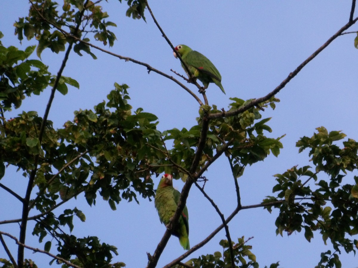 Red-lored Amazon - ML635666625