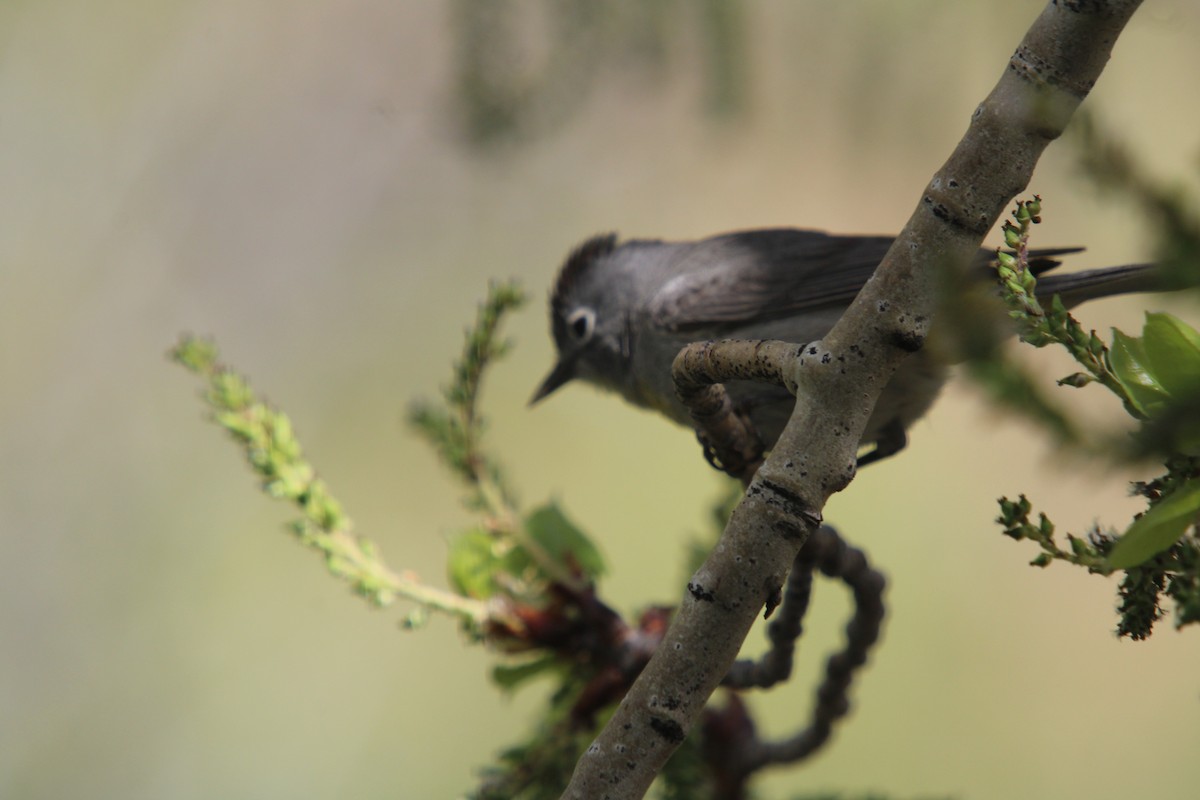 Virginia's Warbler - ML635666668