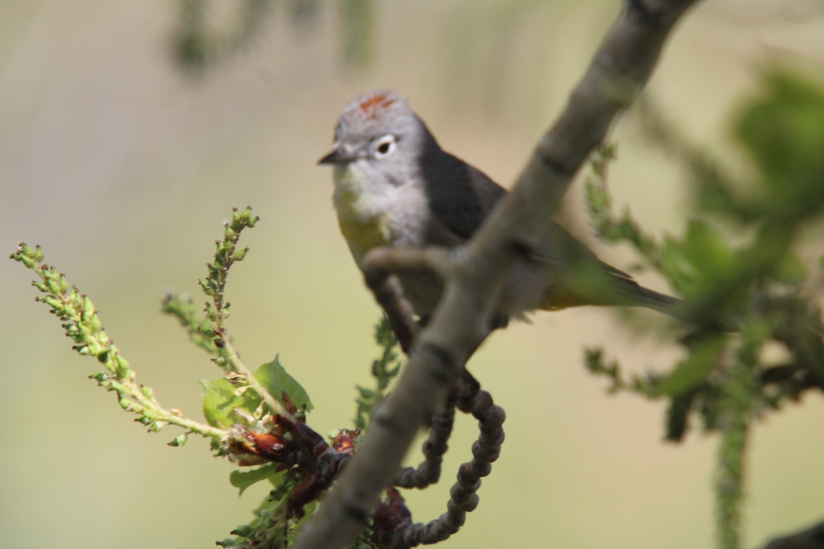 Virginia's Warbler - ML635666669