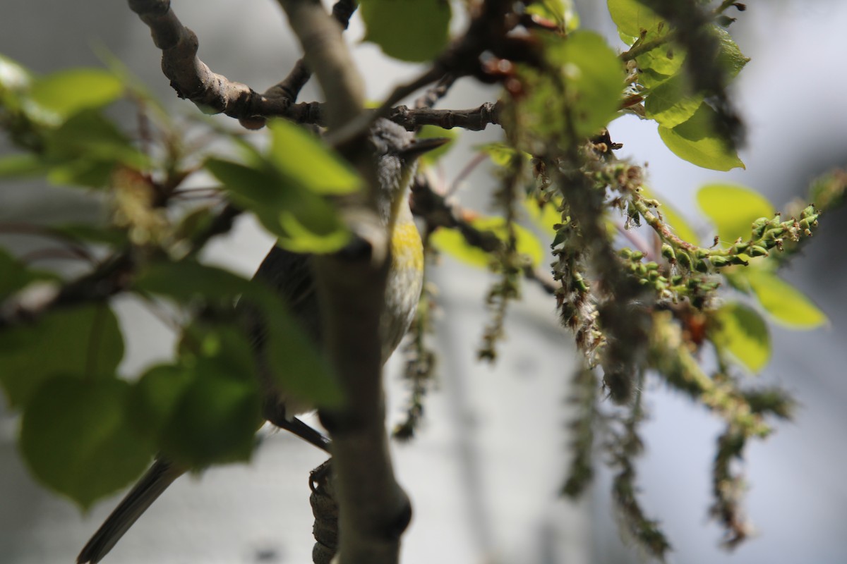 Virginia's Warbler - ML635666670