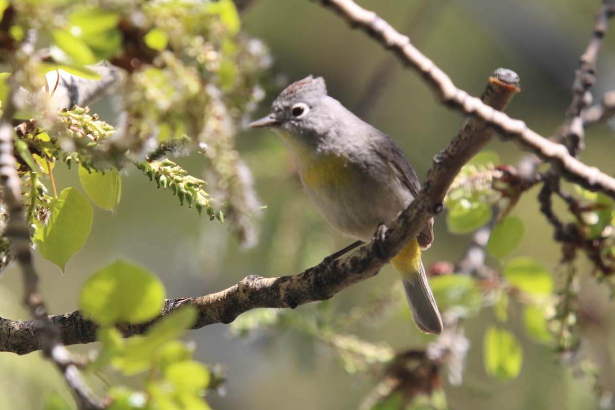 Virginia's Warbler - ML635666671