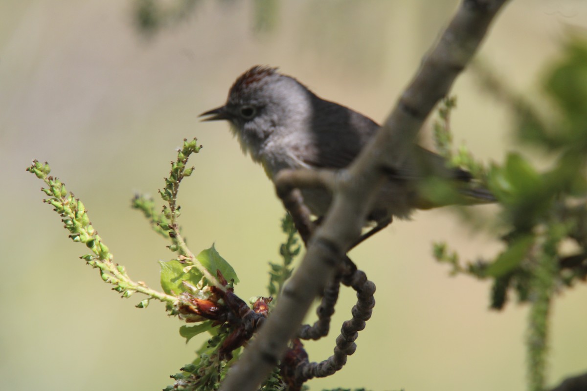 Virginia's Warbler - ML635666672