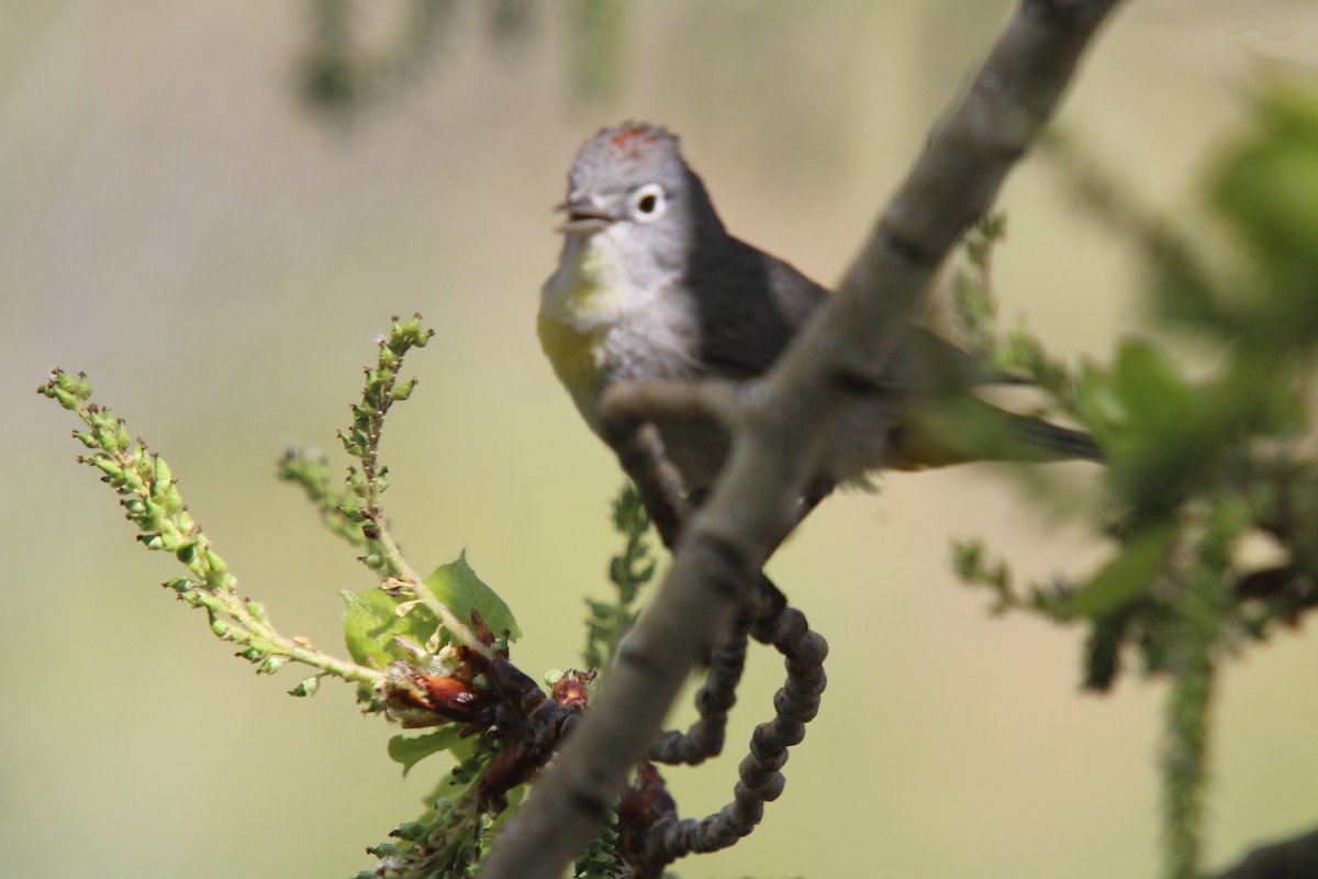 Virginia's Warbler - ML635666673