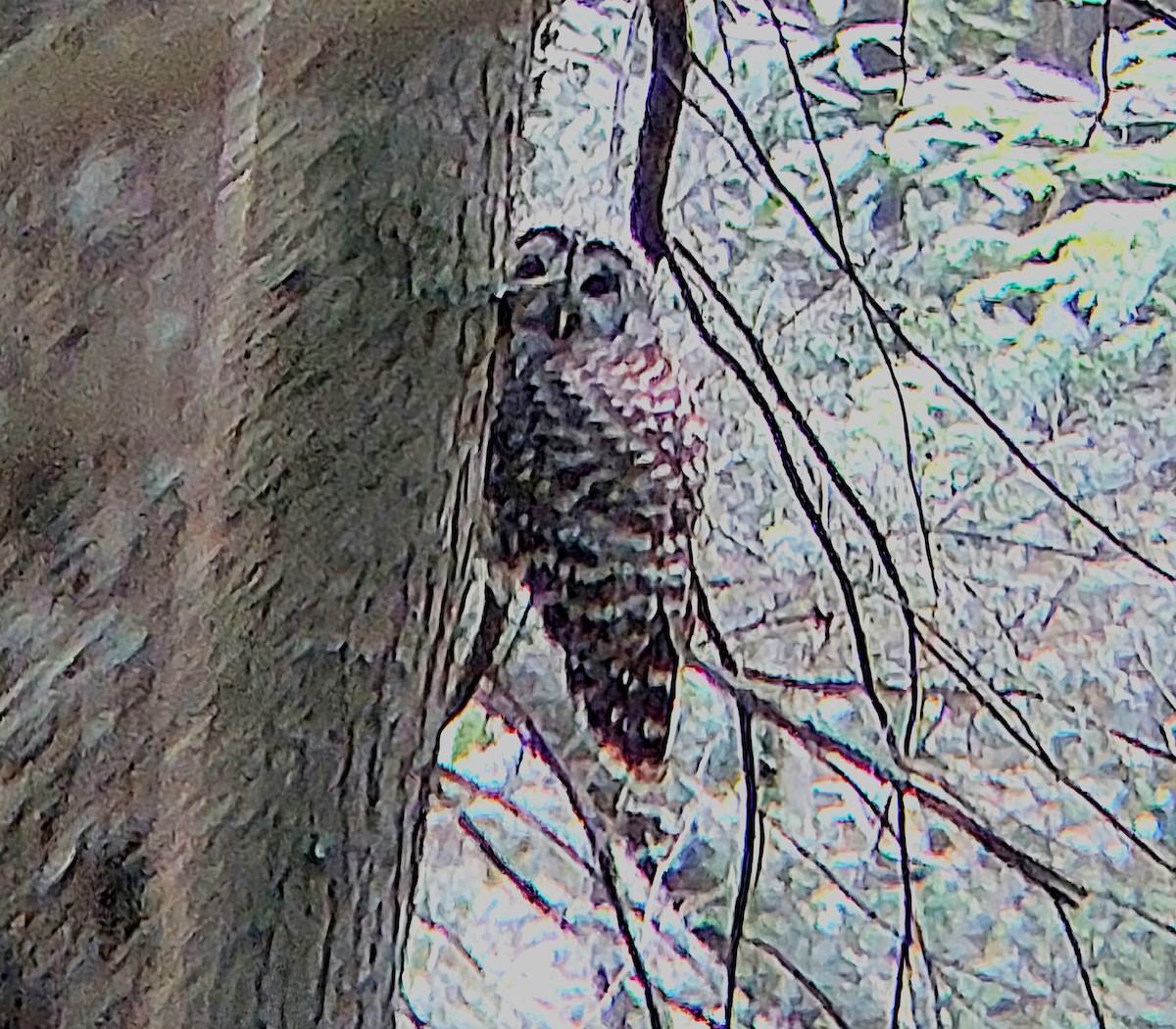 Barred Owl - ML635666784