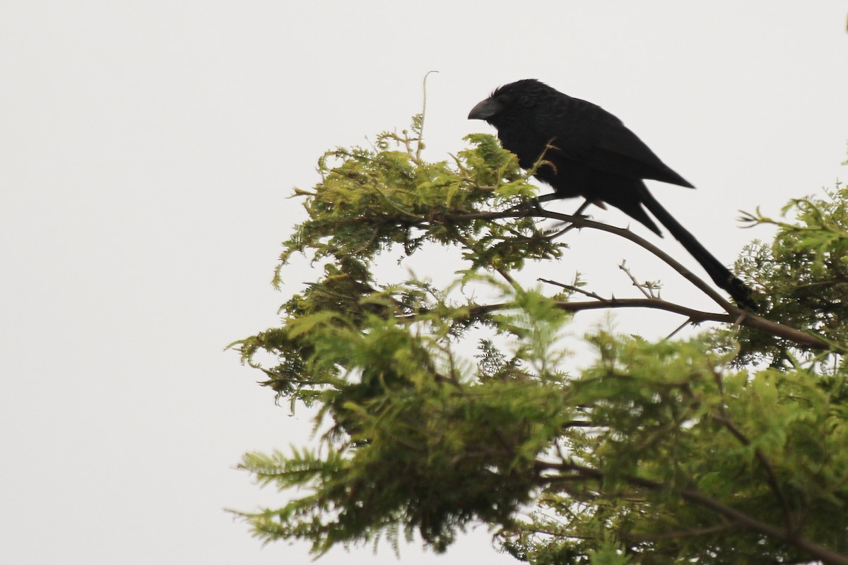 Groove-billed Ani - ML635666785