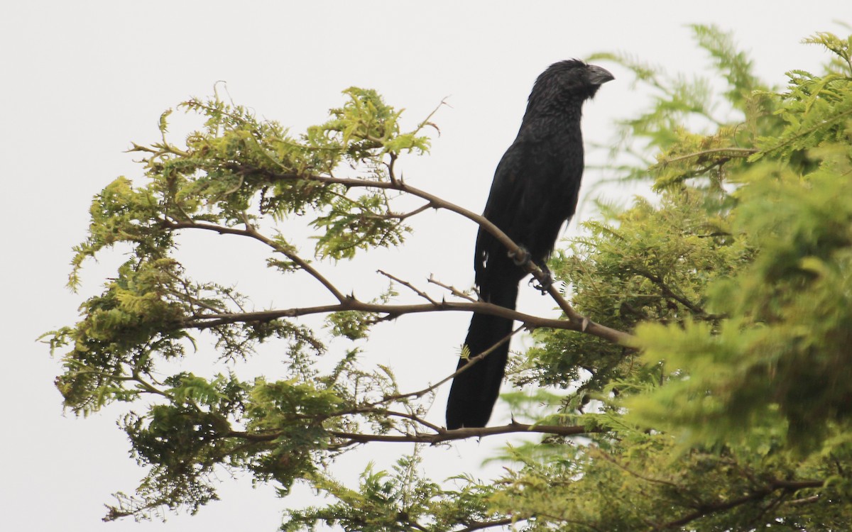 Groove-billed Ani - ML635666786