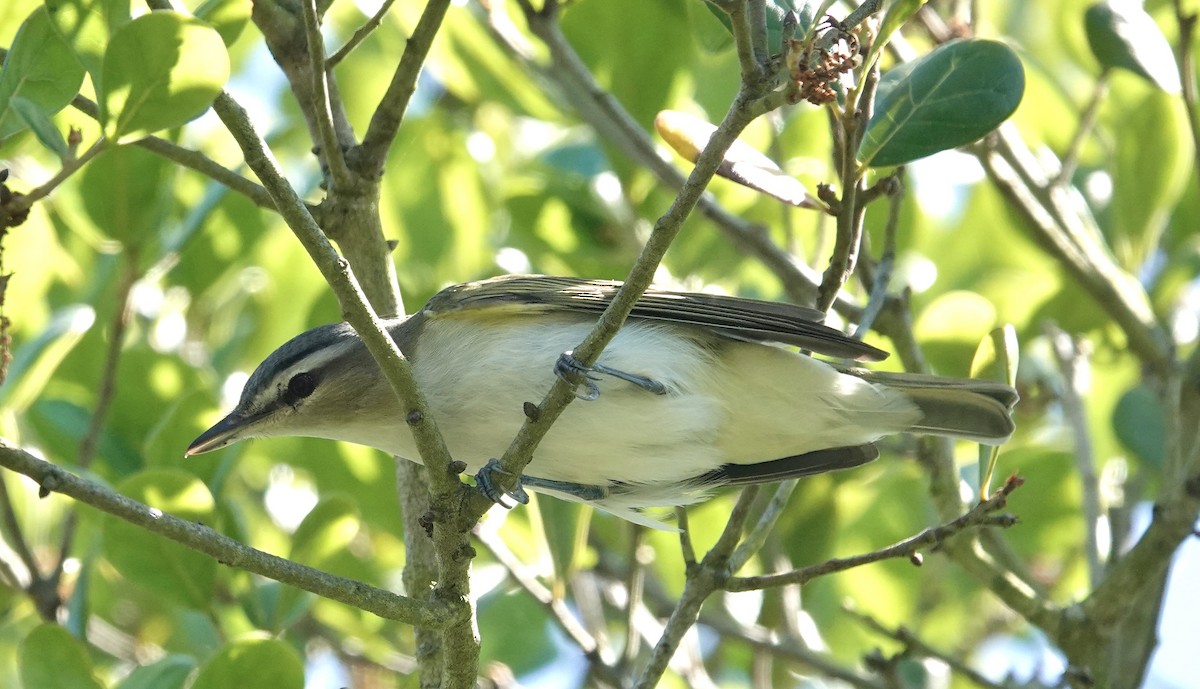 Red-eyed Vireo - ML635666787