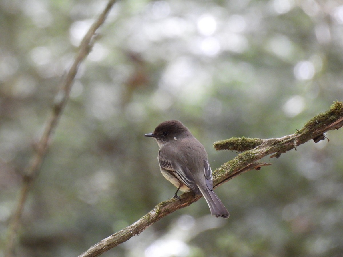Eastern Phoebe - ML635666790