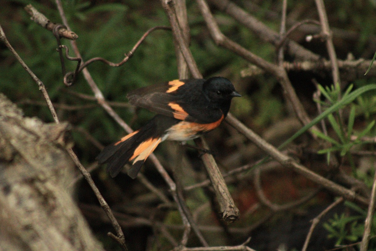 American Redstart - ML635666791