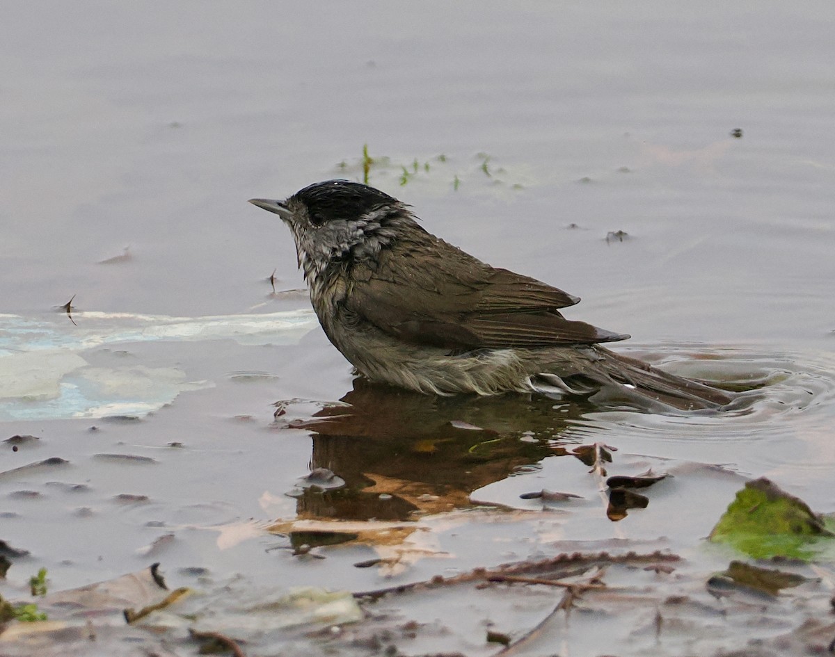 Eurasian Blackcap - ML635666792