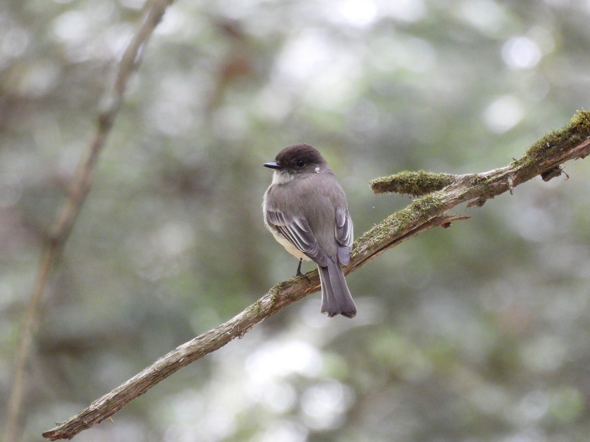 Eastern Phoebe - ML635666793