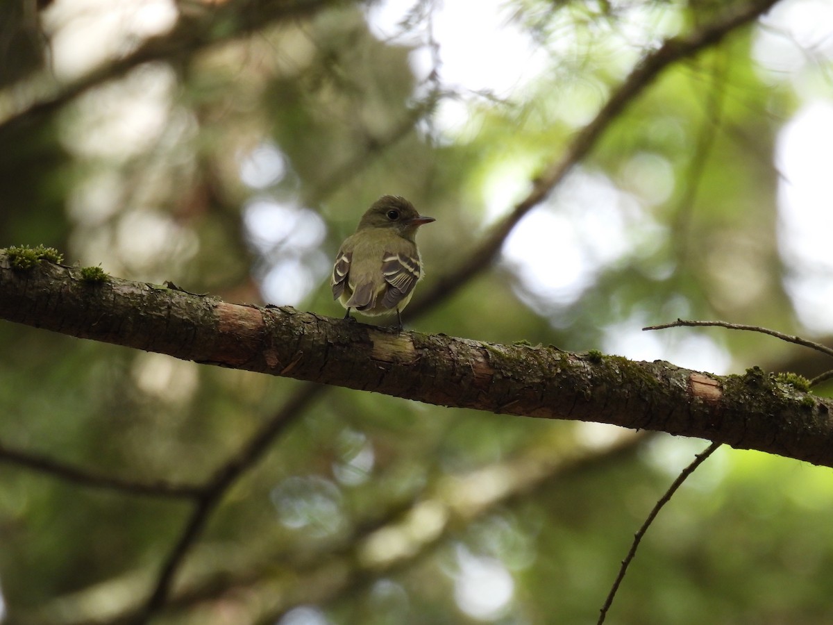 Acadian Flycatcher - ML635666794