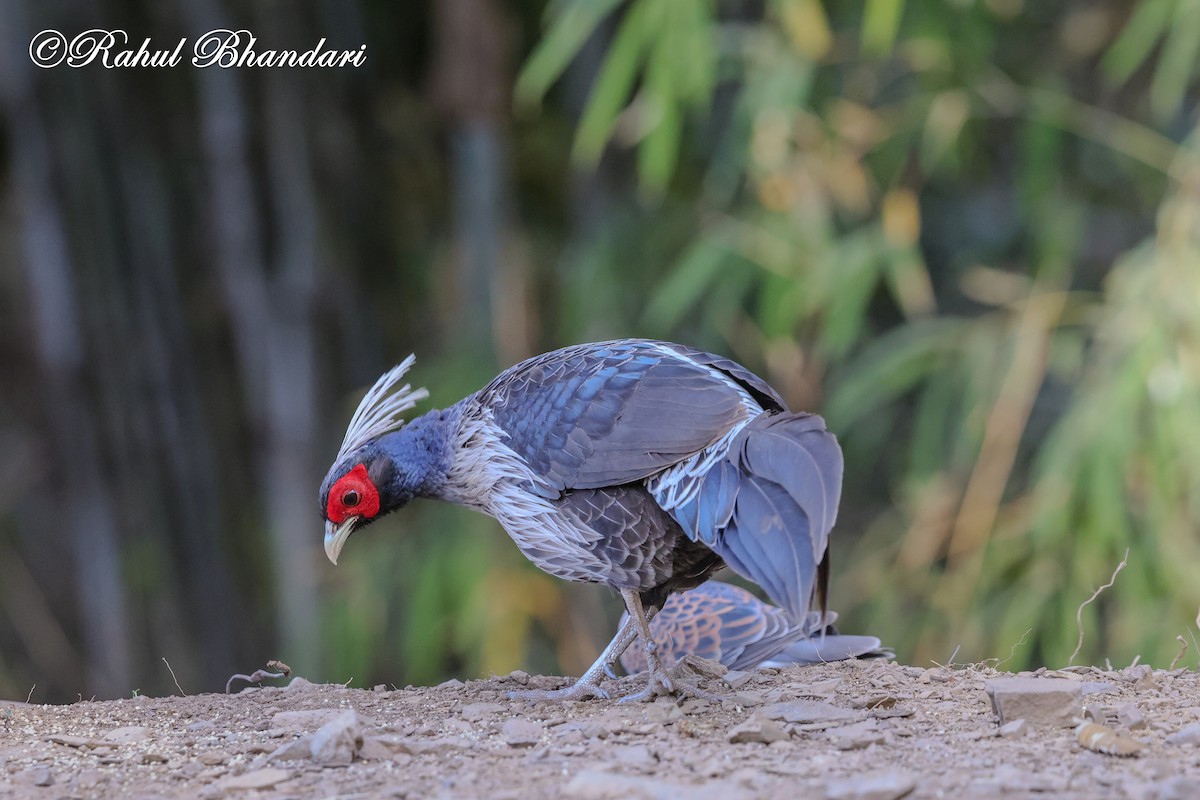 Kalij Pheasant - ML635666795