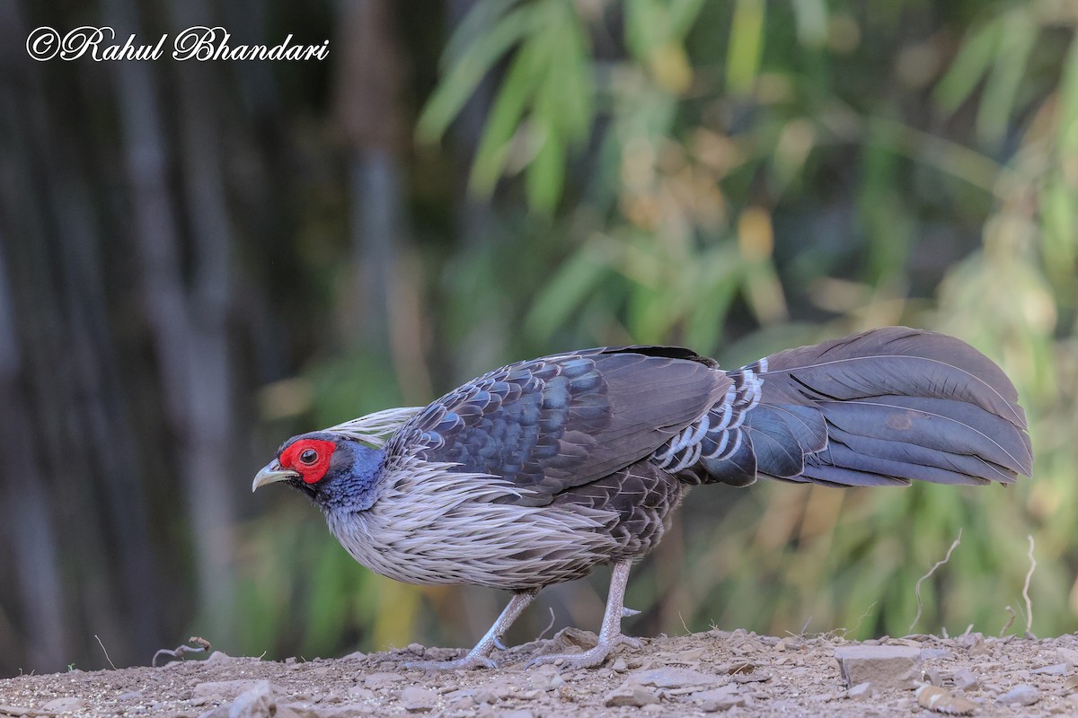 Kalij Pheasant - ML635666796