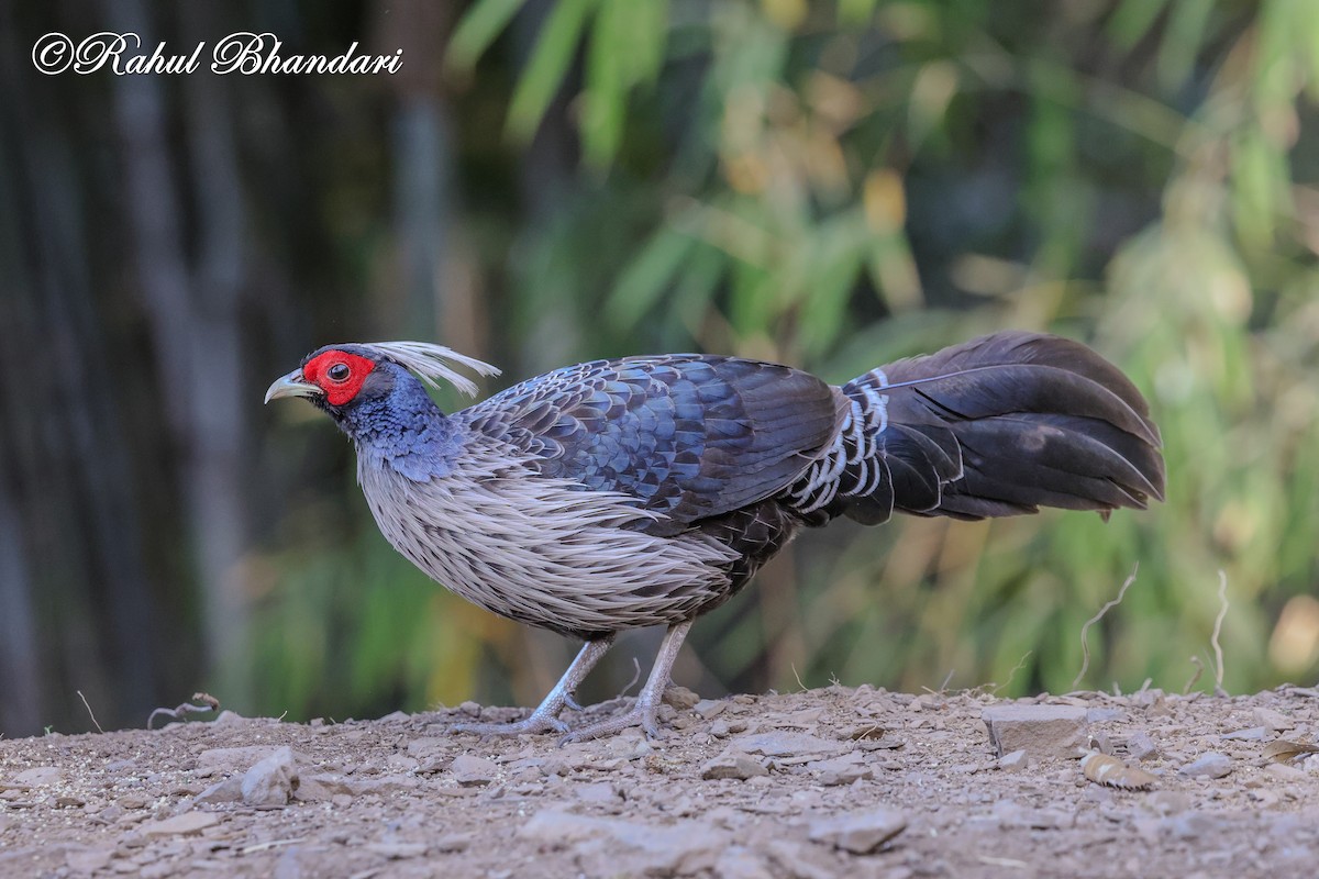 Kalij Pheasant - ML635666797